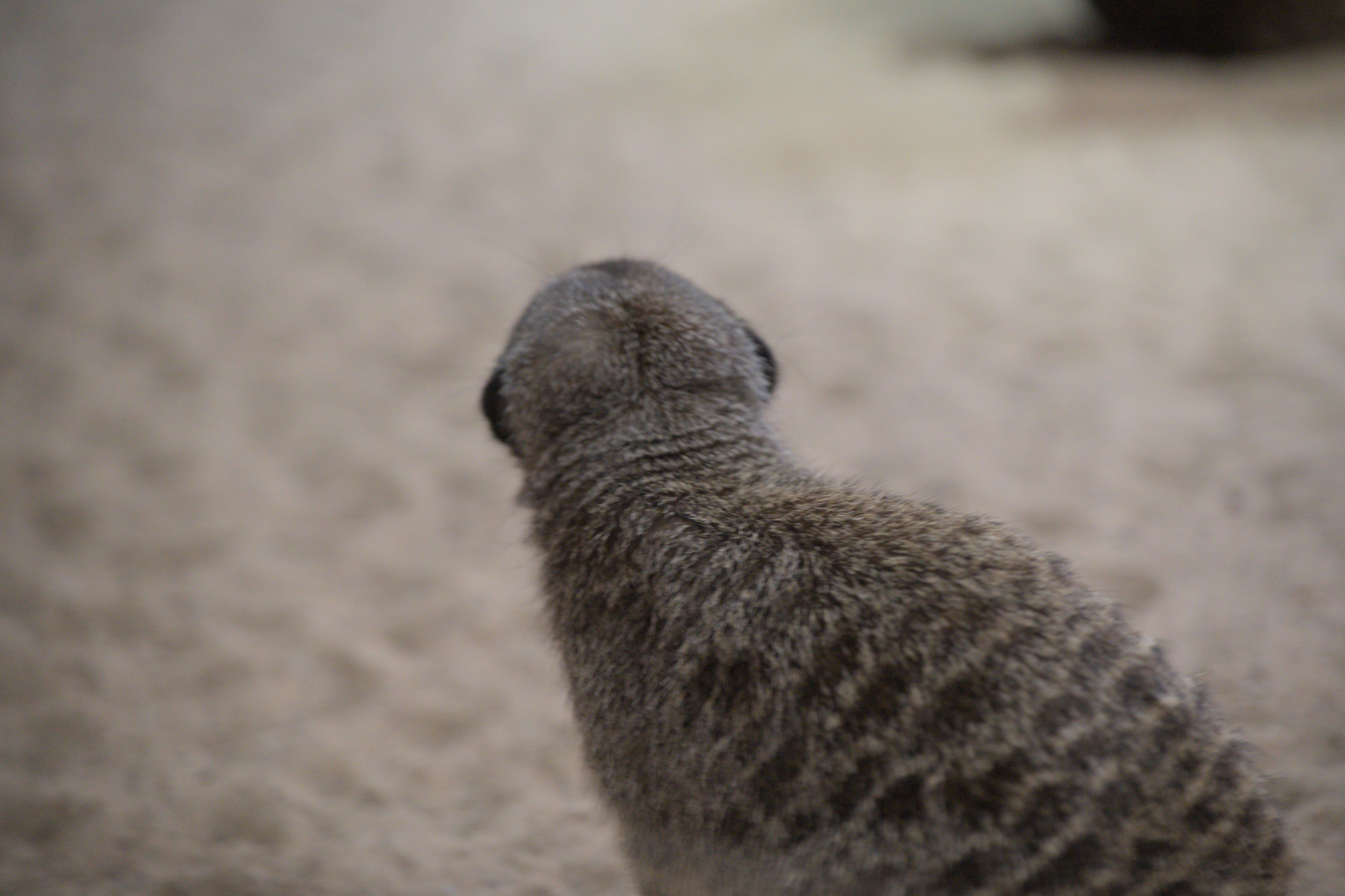 2025/10/12 - zoo/DSC_0327.jpg